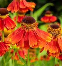 Helenium moerheim beauty for sale  BECCLES