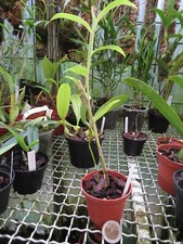 Dendrobium chrysocrepis usato  Spedire a Italy