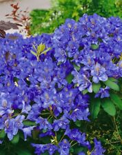 Rhododendron fastigiatum intri gebraucht kaufen  Westerstede