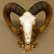 Mufflon widder geweih gebraucht kaufen  Nagel