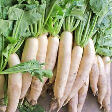 Daikon radish seeds for sale  High Point