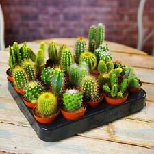 Mix succulent cactus for sale  BIRMINGHAM