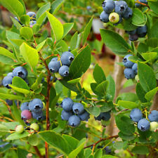 Blueberry plant ozark for sale  PETERBOROUGH