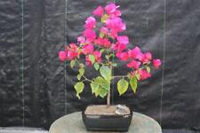 Bougainvillea bonsai tree for sale  Freeport