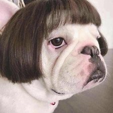 Pet dog dog for sale  Bay Shore