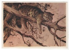 1975 Um gato selvagem vive na floresta selvagem animais ARTE soviético cartão postal russo antigo comprar usado  Enviando para Brazil