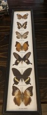 Butterfly display set for sale  Holbrook