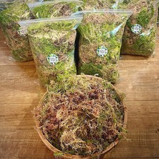 Live welsh sphagnum for sale  HEREFORD
