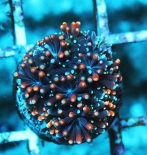 Gold galaxy coral for sale  Thousand Oaks