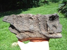 2.5lb mastodon jaw for sale  Tallahassee