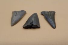 haifischzahn fossil gebraucht kaufen haifischzahn fossil gebraucht kaufen Stuttgart