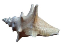 Conchiglia antigua caracola usato  Mondovi