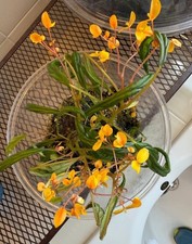 Begonia montis elephantis for sale  Newark