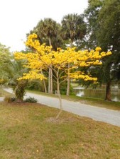 Yellow tabebuia golden for sale  Oviedo