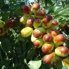 5pcs jujube cuttings for sale  Cypress