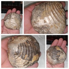 South dakota clam for sale  Rapid City
