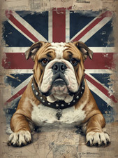 English bulldog union for sale  DUNSTABLE