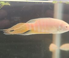 One paradise albino for sale  Ferguson