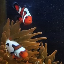Clownfish davinci picasso for sale  Kansas City