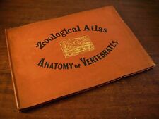 Zoological atlas anatomy usato  San Benedetto del Tronto