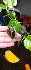 Live large cornu for sale  Minneapolis