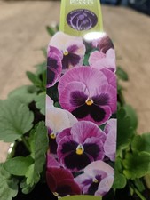 Pack pink pansy for sale Pack pink pansy for sale  LARGS