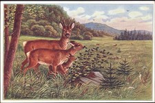 20032530 rehfamilie wiese gebraucht kaufen  Eimeldingen