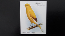 border canary for sale border canary for sale WATFORD