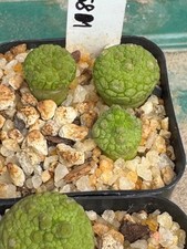 Pseudolithos sphaericus seedli for sale  Salem