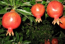 granatapfelsaft gebraucht kaufen  Calw