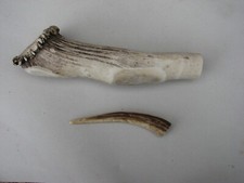 Red deer antler for sale  KING'S LYNN
