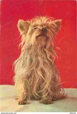 Animaux chiens race d'occasion  Fruges
