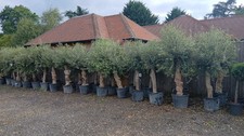 Olive tree standard for sale  EGHAM