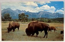 Buffalo bison roam for sale  Elverson