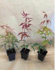 Acer palmatum japanese for sale  WIMBORNE