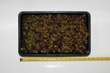 Sedum reflexum yellow for sale  ROCHESTER