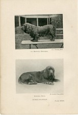 Sussex spaniel named for sale  COLEFORD