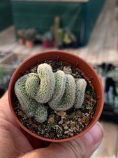 Epithelantha polycephala crist d'occasion Epithelantha polycephala crist d'occasion  Langon