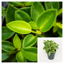 Peperomia orba 4inches for sale  Modesto