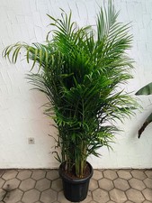Dypsis lutescens arecapalme gebraucht kaufen Dypsis lutescens arecapalme gebraucht kaufen  Nordkirchen