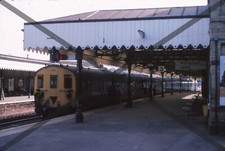 emu for sale emu for sale WIDNES