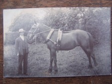 Horses pony donkeys for sale  UK