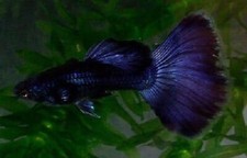 Trio moscow blue for sale  North Port