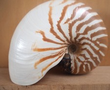 Coquillage Nautile Shell Nautilus Macromphalus Nouvelle Calédonie Défaut naturel comprar usado Coquillage Nautile Shell Nautilus Macromphalus Nouvelle Calédonie Défaut naturel comprar usado  Enviando para Brazil