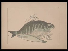 Fish hiroshige 1889 d'occasion  Expédié en Belgium