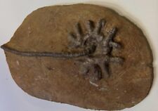 Beautiful crinoid agaricocrinu for sale  Phoenix