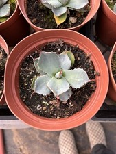 Agave potatorum kichiokan for sale  Oceanside