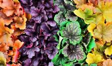 Heuchera 60 nasion, purpurowe przebijaki, mieszane kolory, paleta kolorów na sprzedaż  PL