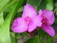 Magenta spiderwort hardy for sale  Saco