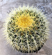 Echinocactus grusonii golden for sale  San Marcos